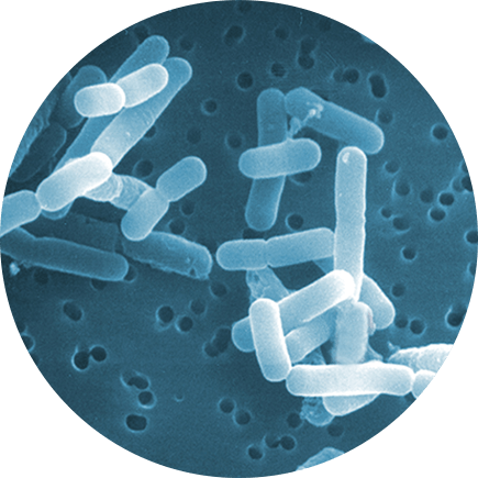 プロバイオティクスの条件をすべて満たした乳酸菌